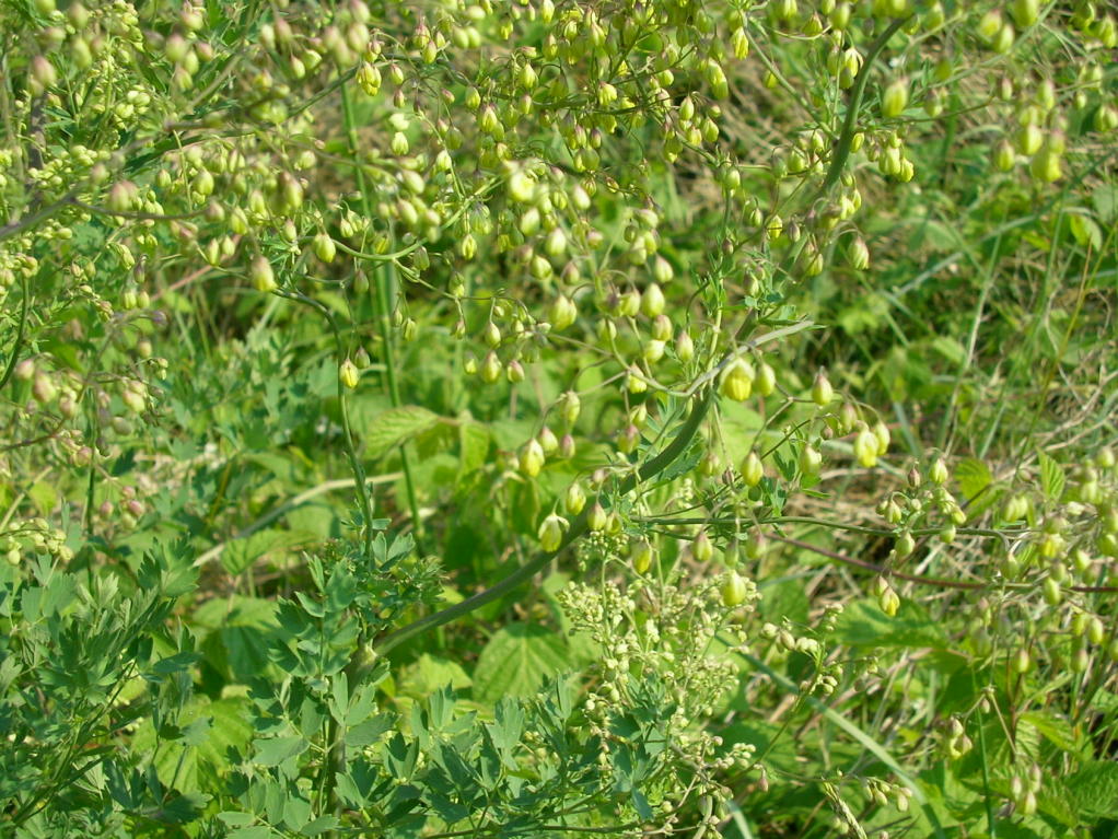in riva all''Adige - Thalictrum sp.